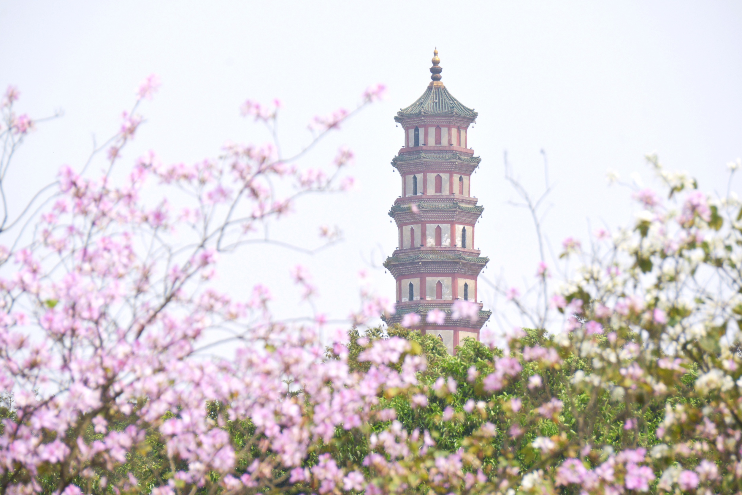 来莲花山玩？你带“证”了吗