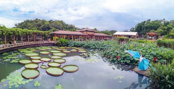 莲花文化展丨继续品味千年莲花文化