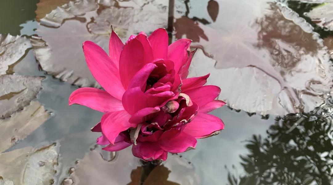 四蒂莲为第34届全国荷花展画下圆满句号