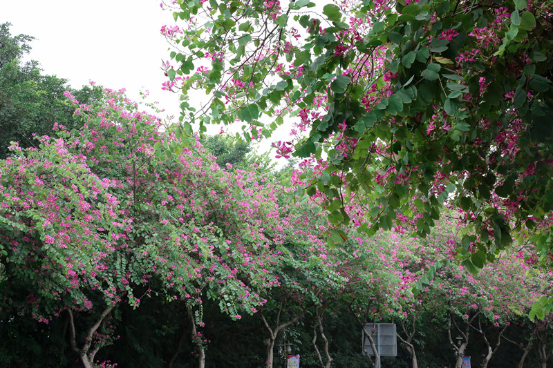 赏花 | 走，带你看花去
