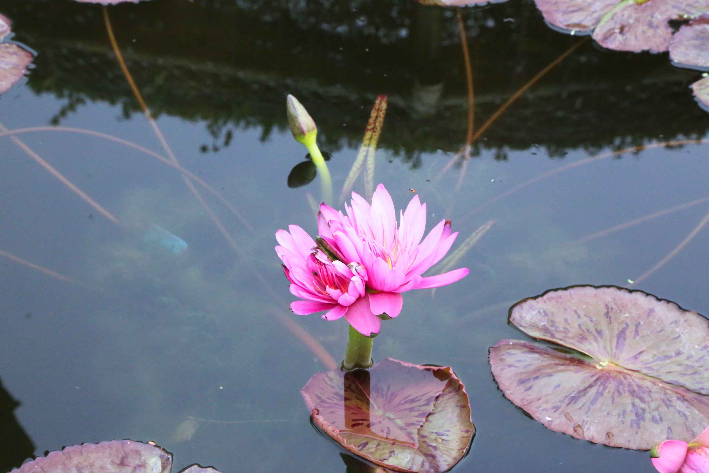 赏花丨冬日并蒂莲，你见过没？