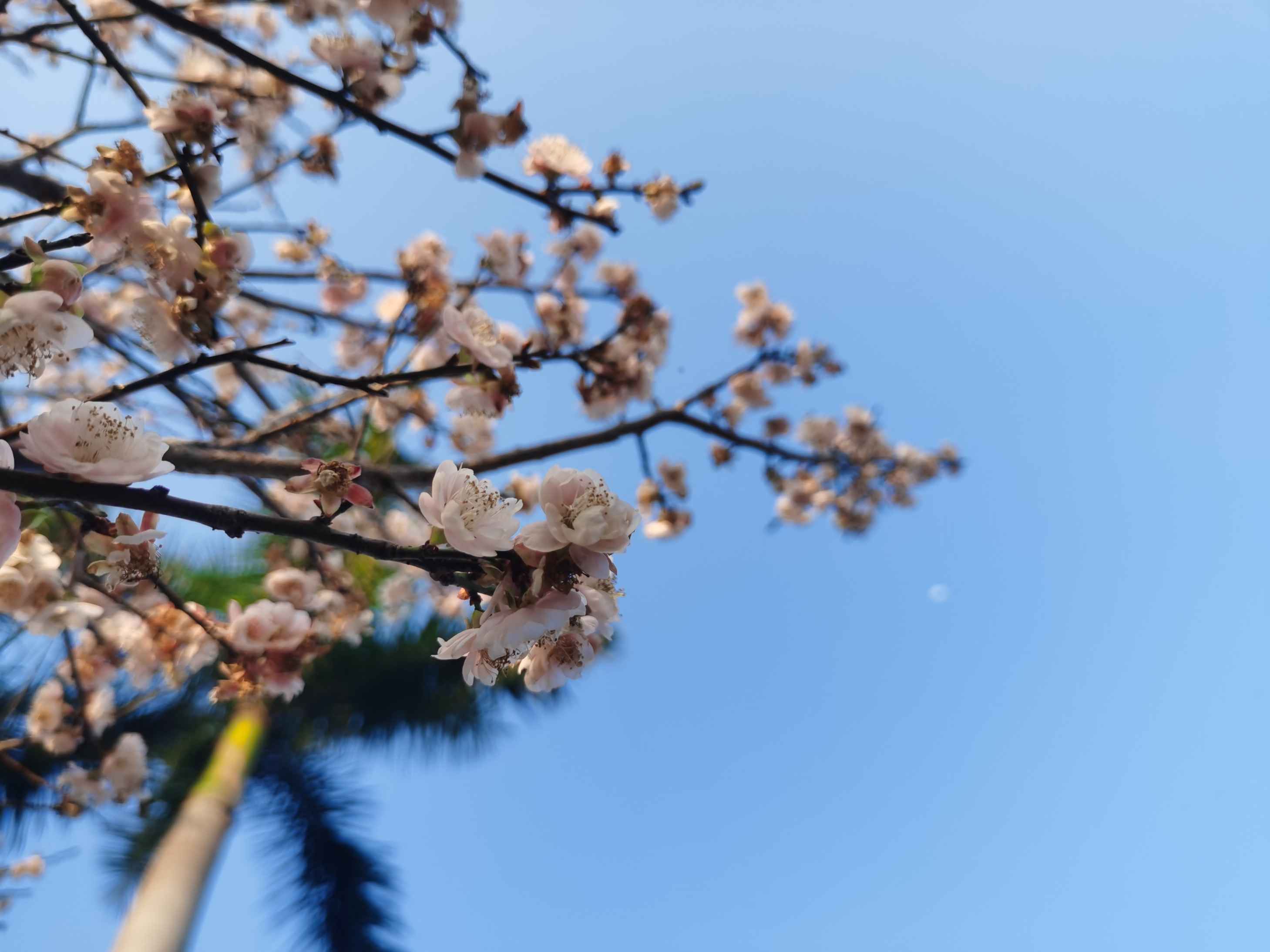 赏花 | 2021年，莲花山第一波梅花上线报到啦！