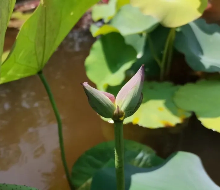 惊喜莲莲！五月第二朵并蒂莲，前来报到！