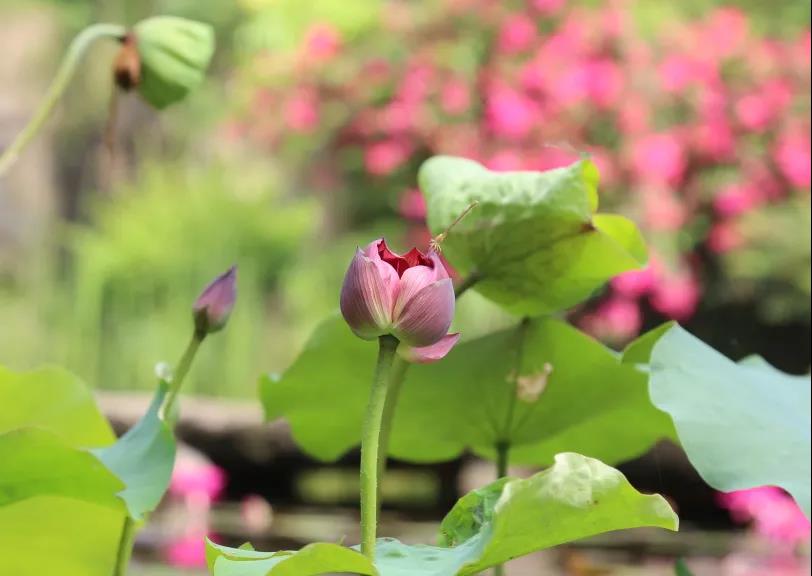芒种，连雨不知春去，一晴方觉夏深