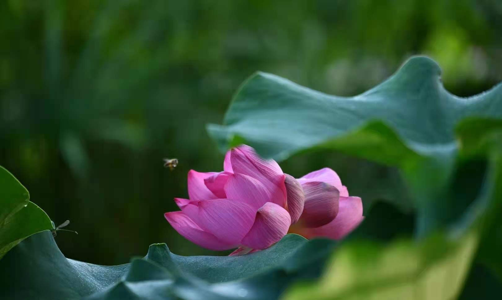 【转自学习强国】【美丽花城】广州番禺：三株并蒂莲添彩旅游节