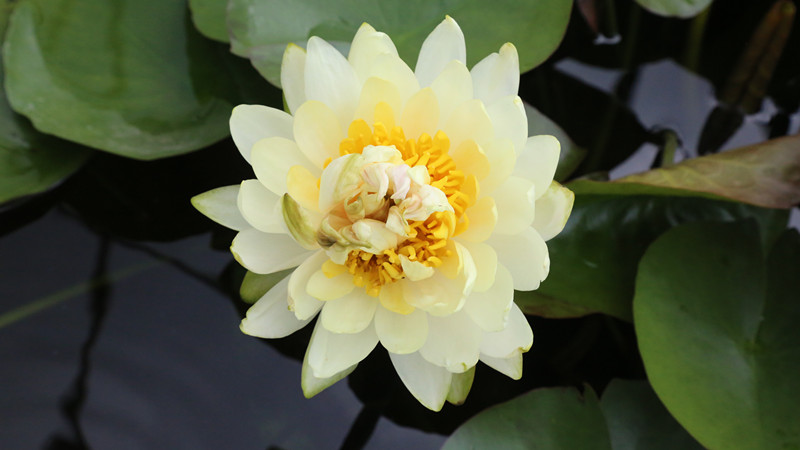 “五芯连裙，六花共舞”全球睡莲奇观首现广州莲花山