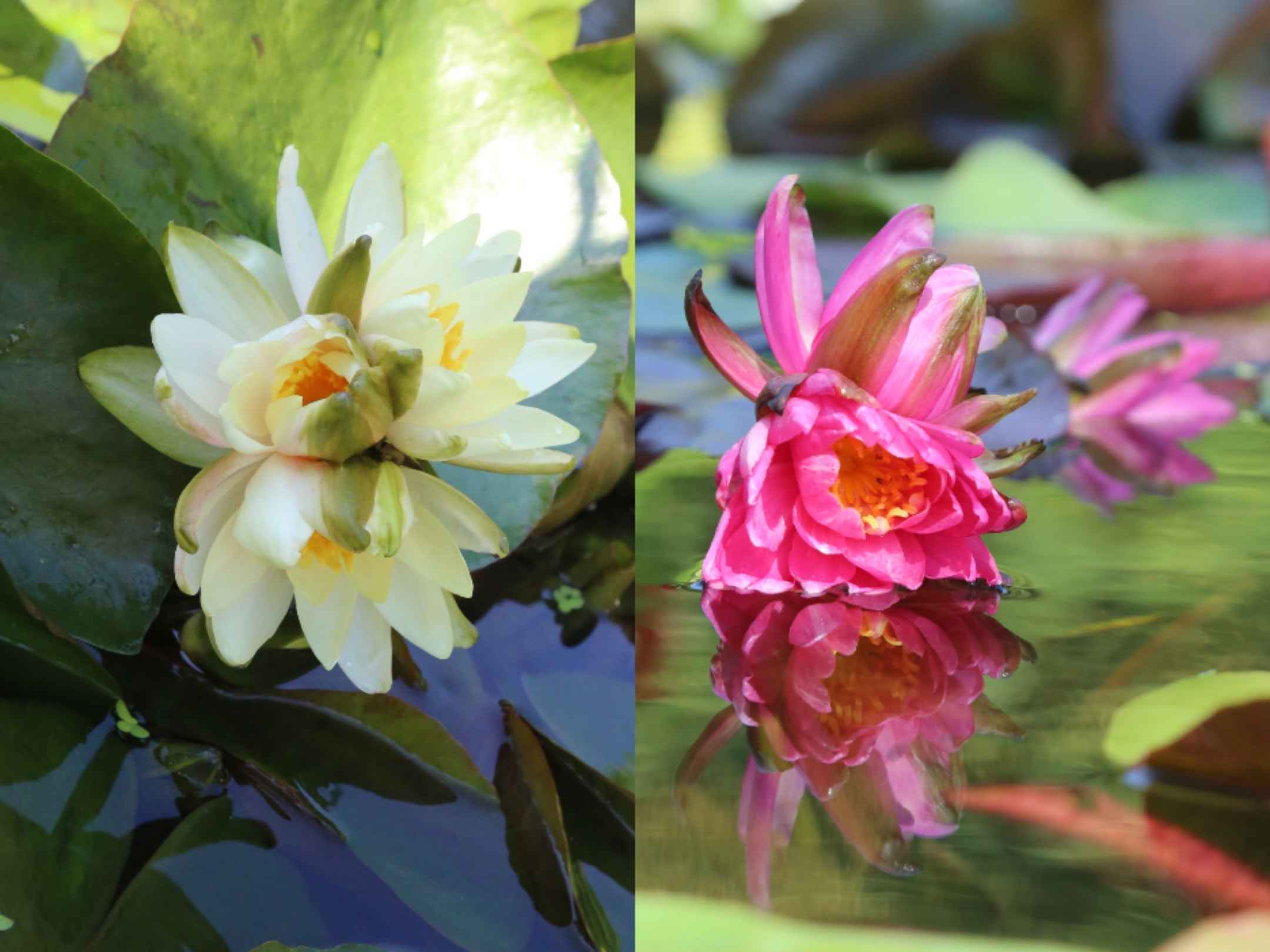 广州莲花山莲花奇观接二连三，好运三莲！