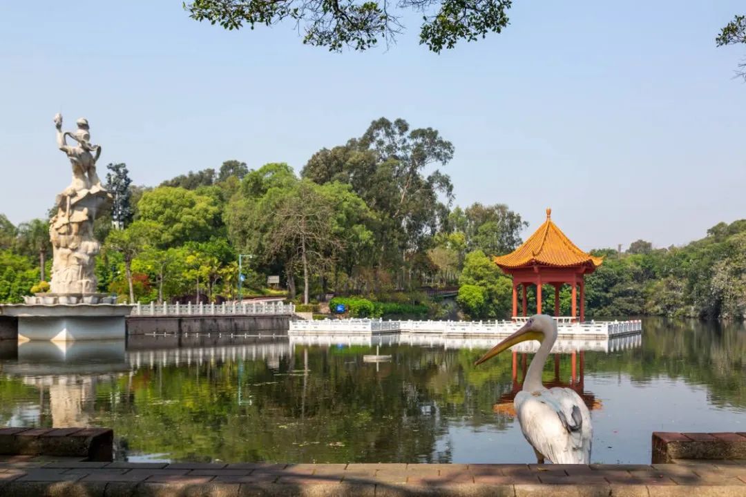 鹈鹕出没！国家一级保护动物白鹈鹕来访莲花山