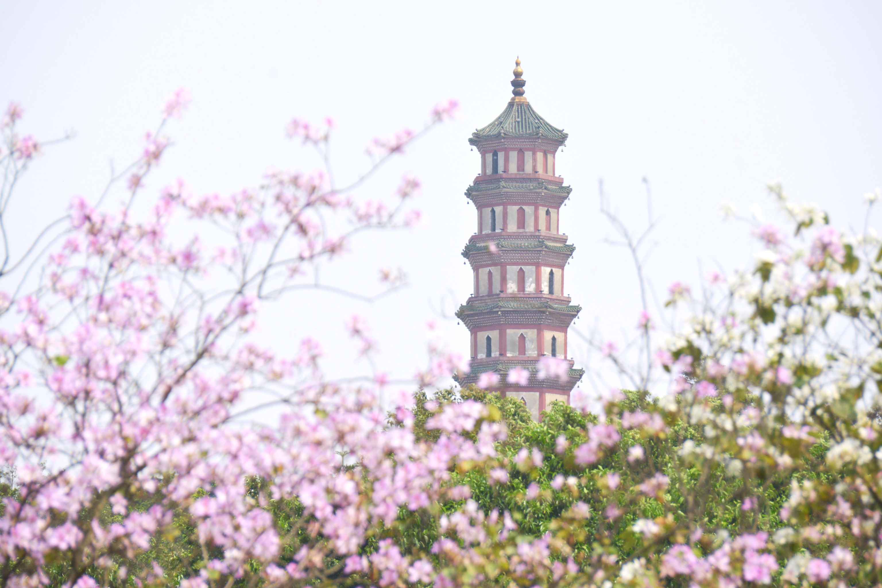 【开园通告】广州莲花山旅游区5月13日起正常开放
