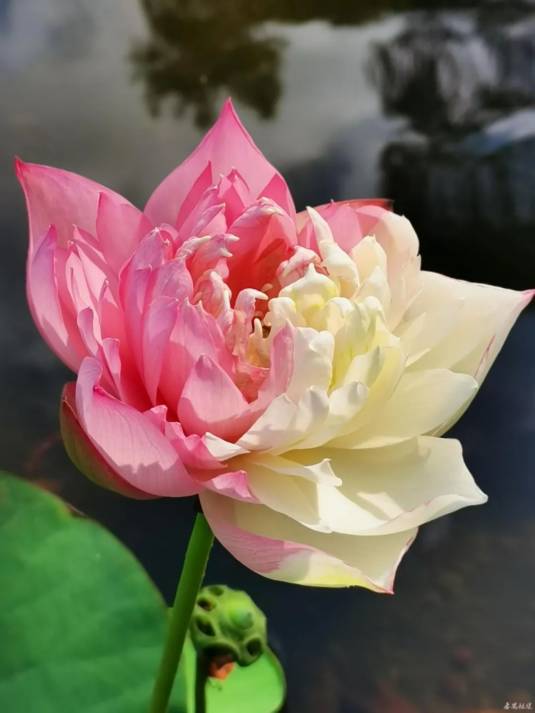 【转自人民日报】广州番禺：莲花山并蒂莲、双色荷齐绽放，“莲”谊会为单身青年搭建联谊平台