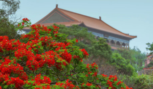 凤凰花开，点燃激情夏日