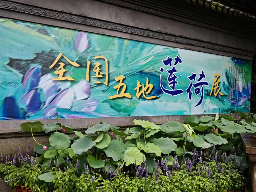 惊喜出圈！广州莲花山50个莲花品种现身杭州西湖“全国五地莲荷展”！