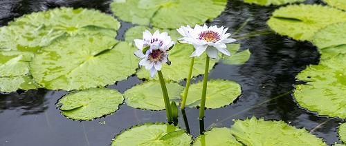 并蒂花开庆辉煌