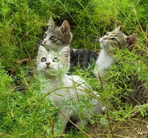 最萌NPC出没！收下这份文明赏猫小贴士！