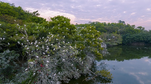 秋意浓，惊鸿现！广州莲花山观鸟套餐上线，快来解锁秋日专属浪漫！