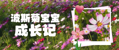 免费采摘！就在这个周末！