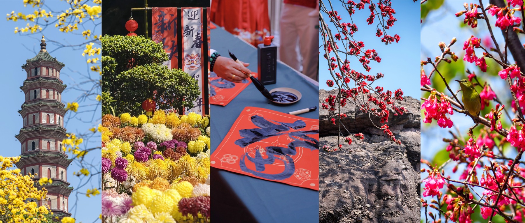 元宵登高莲花山，花海+福字到手，这才是打开春天的正确方式！